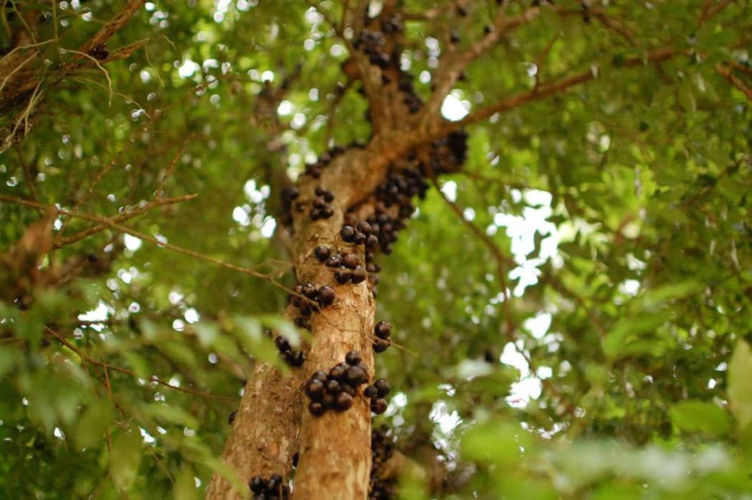 Chacara Das Lendas E Cancoes Passa Quatro Exteriör bild