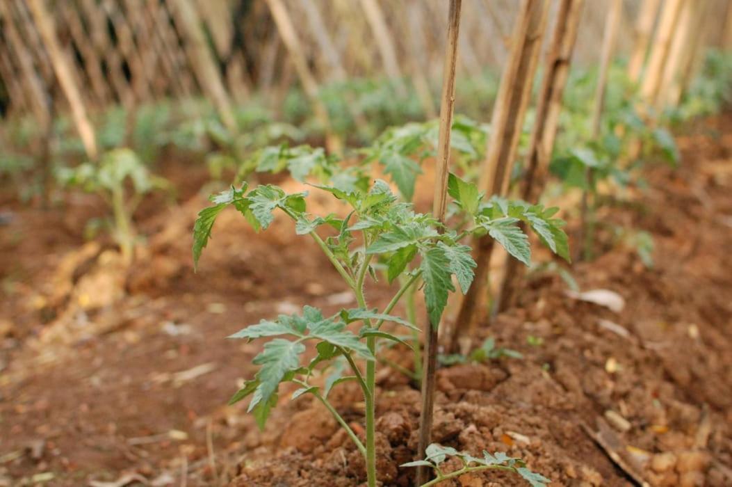 Chacara Das Lendas E Cancoes Passa Quatro Exteriör bild