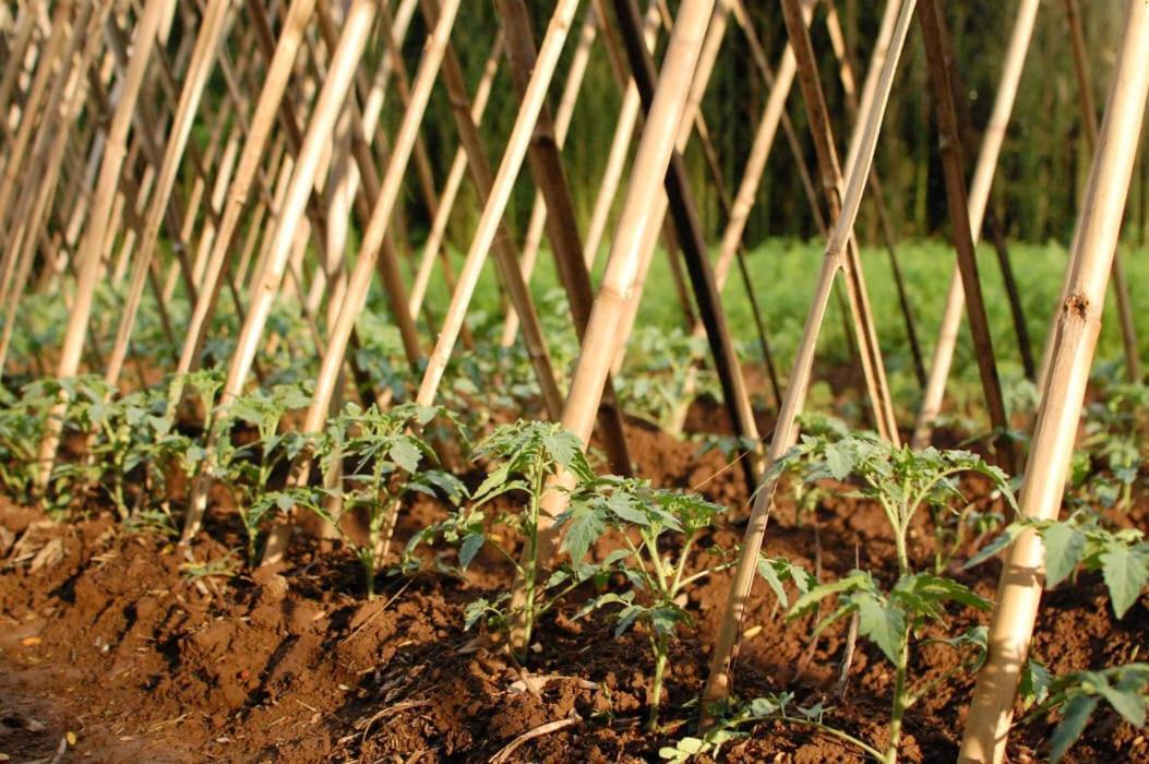 Chacara Das Lendas E Cancoes Passa Quatro Exteriör bild